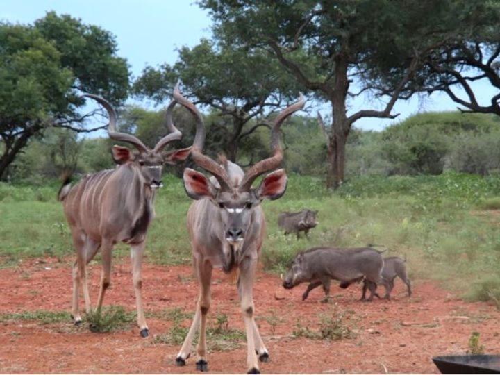 Doornkom Marloth Park Dış mekan fotoğraf
