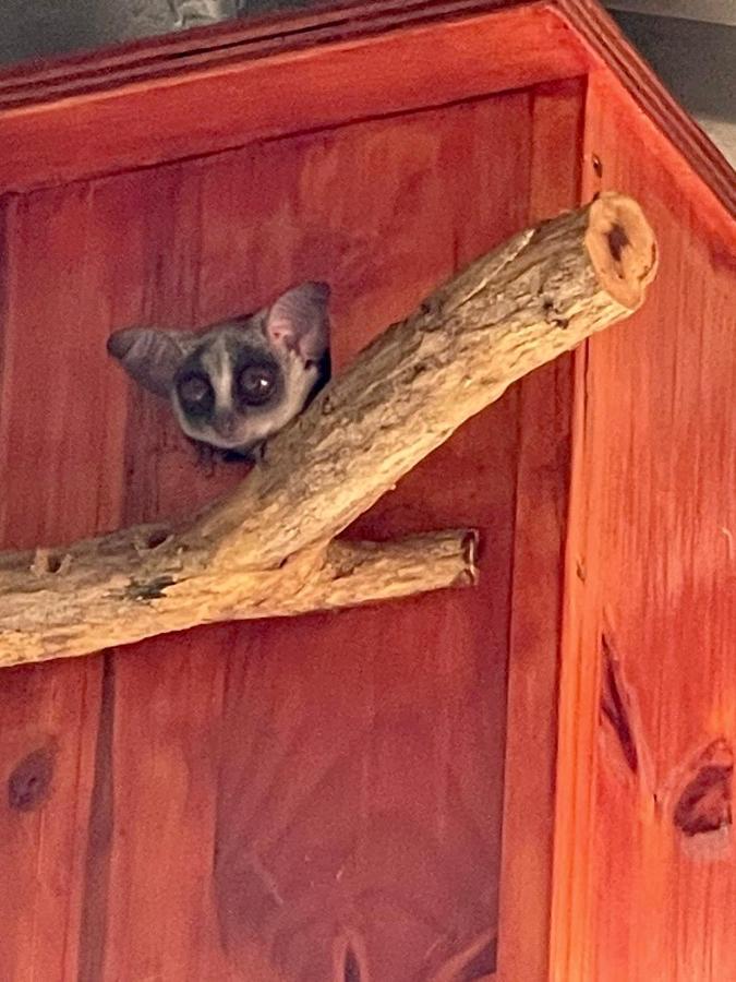 Doornkom Marloth Park Dış mekan fotoğraf